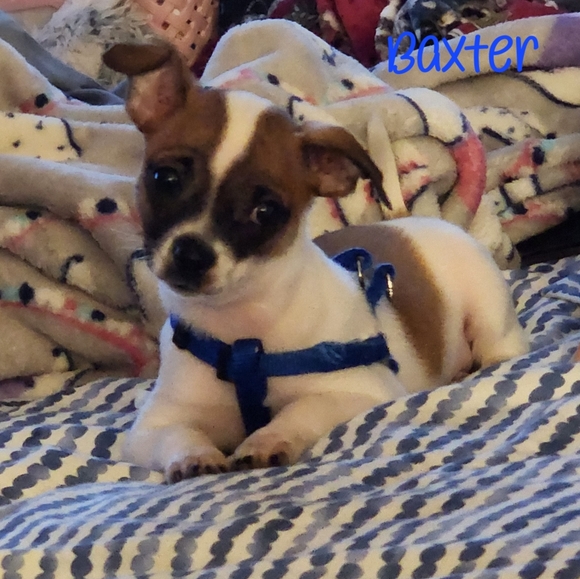 Meet your Posher, CoCo - Picture 12 of 12